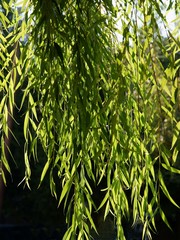 twigs with green leaves of willow tree © Maria Brzostowska