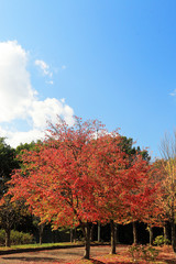 Naklejka premium 桜の紅葉