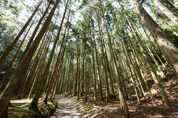 Naklejka premium 京都大原の杉林