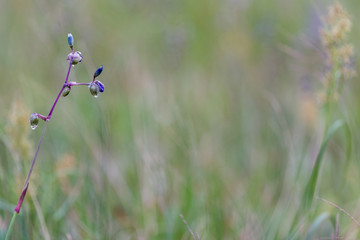 Bhumibol Bridge Panorama with sunset