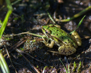 A green edible frog, also known as the Common Water Frog , sits on a stone. Edible frogs are hybrids of pool frogs and marsh frogs.