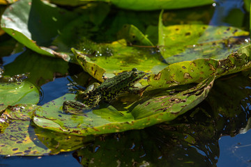 green pond frog rest on lotus leaf in pond
