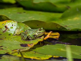 green pond frog rest on lotus leaf in pond