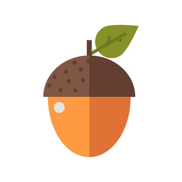Flat design oak arcon nut vector illustration.