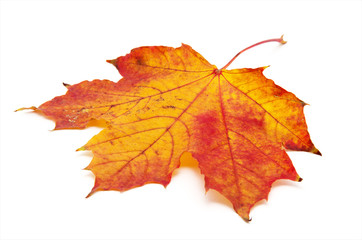 Obraz premium autumn maple leaf isolated on white background