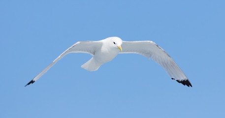 Black-legged kittiwake flying