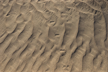 Paw Prints in the Sand