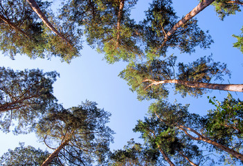 green forest background in a sunny day
