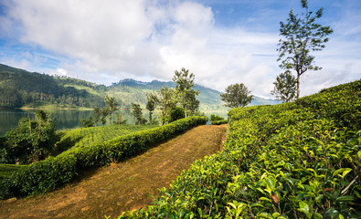 Fototapeta na wymiar Tea Fields of Sri Lanka, Nuwara eliya