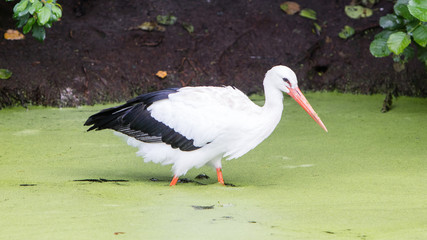 Stork walking in a pond filled with duckweed