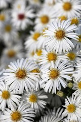 Fototapeta premium Chamomile flowers