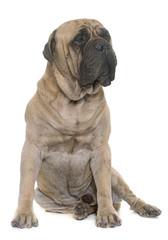 Obraz premium bull mastiff in studio