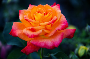 Close-up of garden rose