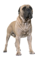 bull mastiff in studio