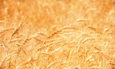 Wheat Field