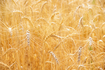 Wheat Field