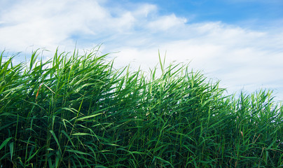 green leaves reeds against the sky