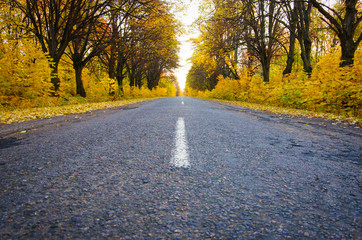 Obraz premium Road in the autumnal forest