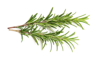 Twig of rosemary on a white background