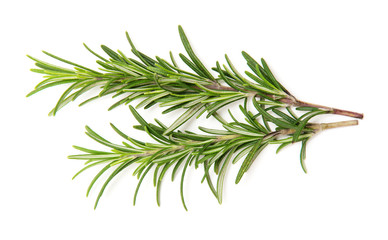 Twig of rosemary on a white background