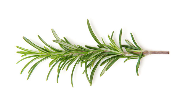 Twig of rosemary on a white background