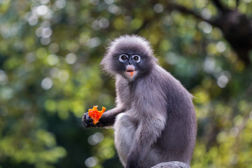 Langur or Dusky leaf monkey is residents in Thailand (Trachypithecus obscurus). Image is Soft focus.Image contain certain grain or noise.