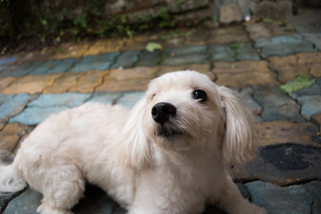 cute maltese dog on floor