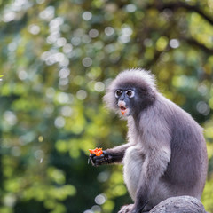 Langur or Dusky leaf monkey is residents in Thailand (Trachypithecus obscurus). Image is Soft focus.Image contain certain grain or noise.