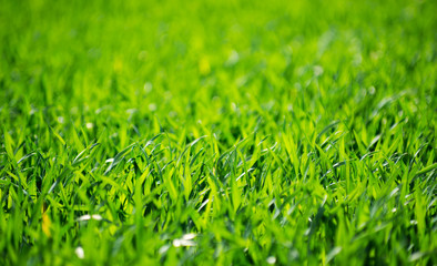 Green grass texture from a field
