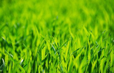 Green grass texture from a field