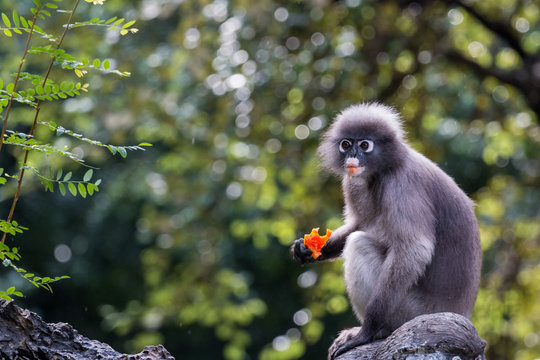 Langur or Dusky leaf monkey is residents in Thailand (Trachypithecus obscurus). Image is Soft focus.Image contain certain grain or noise.