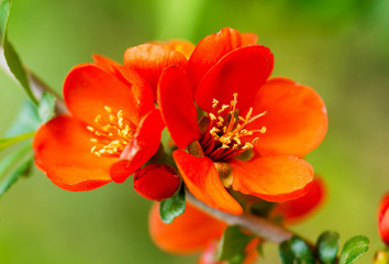 Fototapeta premium Flowering quince (Chaenomeles speciosa, Chinese or Japanese quin