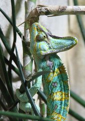 grün gelbes Chamäleon
