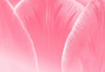 Tulip petals closeup, abstract background