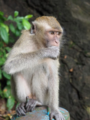 Obraz premium Long tailed Macaque monkey
