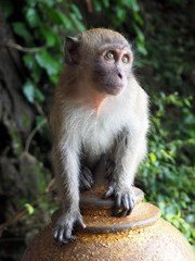 Naklejka na ściany i meble Long tailed Macaque monkey