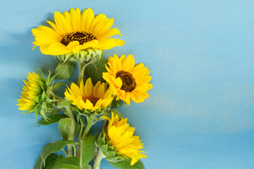Fresh Sunflowers bouquet on blue wooden background