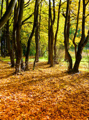 Old park in the colors of the autumn