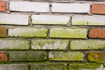 Old brick wall covered with green moss 