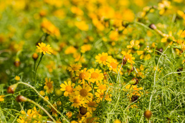 Flowers in the garden.selective focus.Image contain certain grain or noise