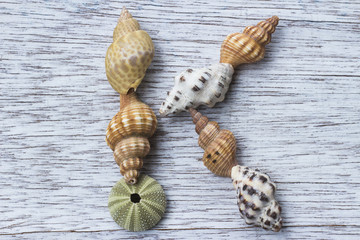 貝殻でつくったアルファベットの『K』