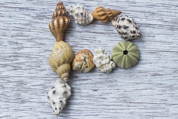 貝殻でつくったアルファベットの『P』