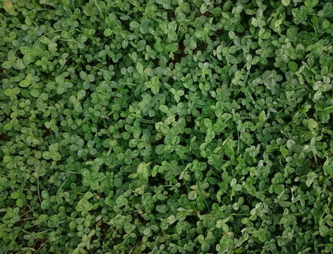 Field of green clover