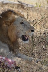 lion near his prey in Selous game reserve in Tanzania in east Africa 