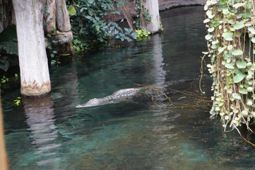 Krokodiel Am schwimmen 