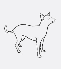 Chihuahua pet dog hand drawing style. Good use for symbol, logo, web icon, mascot, sign, or any design you want.