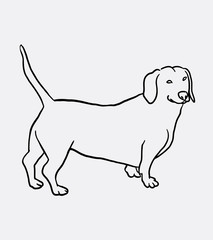 Teckel dog hand drawing. Good use for symbol, logo, web icon, mascot, sticker, sign, or any design you want.
