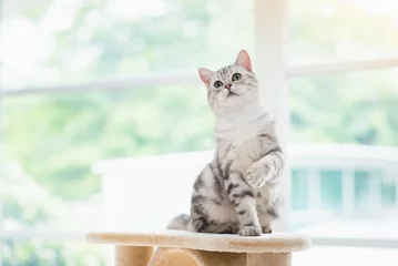 Zelfklevend Fotobehang Kat kat kijkt omhoog op kattentoren