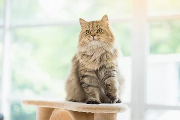 Rolgordijnen Kat cat looking up on cat tower