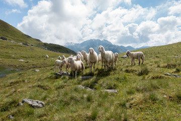 Obraz premium Schafherde im Hochgebirge